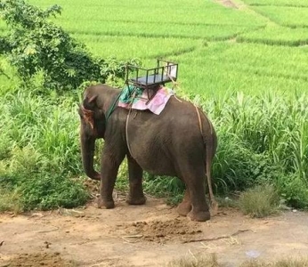 为什么不应该去泰国骑大象