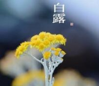 白露养生 从争“蜂”吃“醋”开始