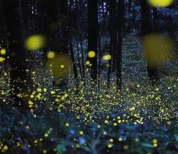 夏天最好的雨林在西双版纳 住悦椿、看萤火虫......