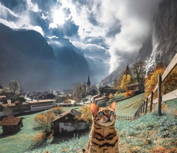 另类博主带猫环游世界 拍下奇幻猫片圈粉160w