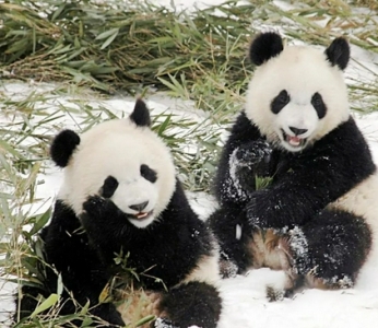 高铁直达的南国赏雪胜地神农架 绝